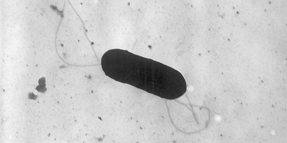 Listeria - CP