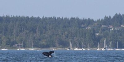 Mother orca and her children make 'grocery shopping' trip near downtown Vancouver