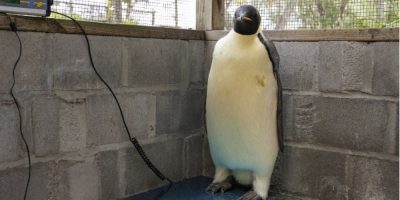 Emperor penguin