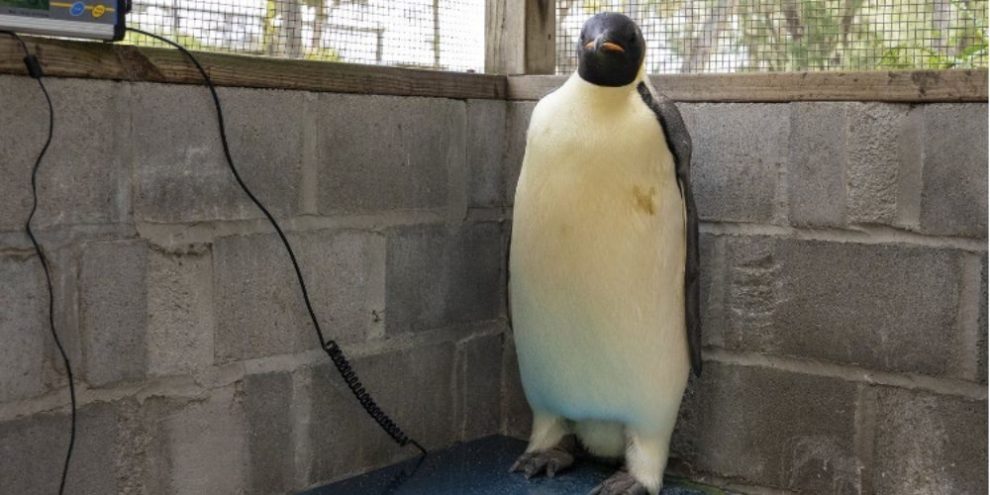 Emperor penguin