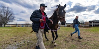 CP Veterans, horses