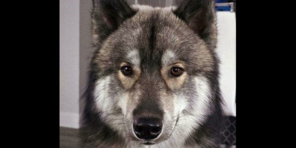 Officer kills pet dog mistaken for a coyote in Massachusetts town. The owner says it was unnecessary