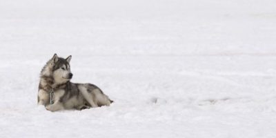 Inuit sled dogs - CP