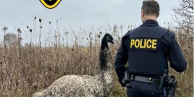 OPP, emu