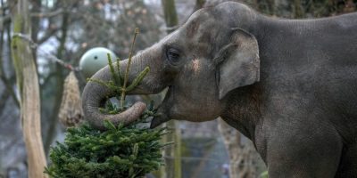 It’s Christmas for the elephants as unsold trees are fed to the animals at Berlin Zoo