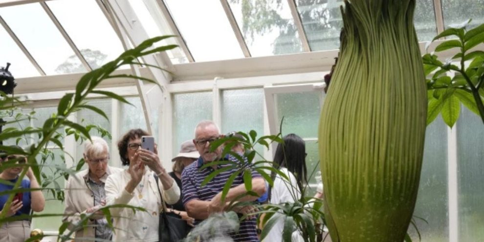 A rare plant emits a stink of death when it blooms. Thousands in Australia queued to get close to it