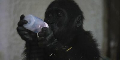 Young gorilla rescued from aircraft hold recovers at Istanbul zoo