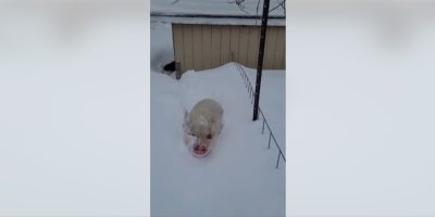 Pigs in Peril: Snowstorm strands sanctuary swine, volunteers rally for rescue