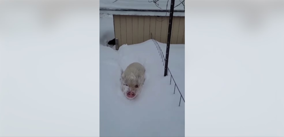 Pigs in Peril: Snowstorm strands sanctuary swine, volunteers rally for rescue