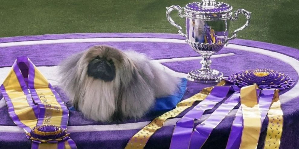 wasabi westminster kennel club from AP by Kathy Willens