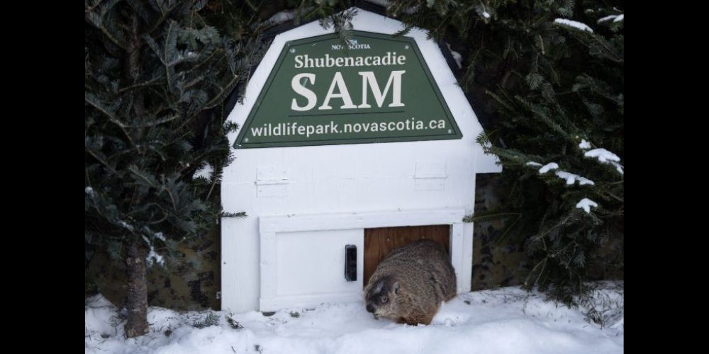 Groundhog Day 2025 Willie, Fred and Sam at odds over spring’s arrival