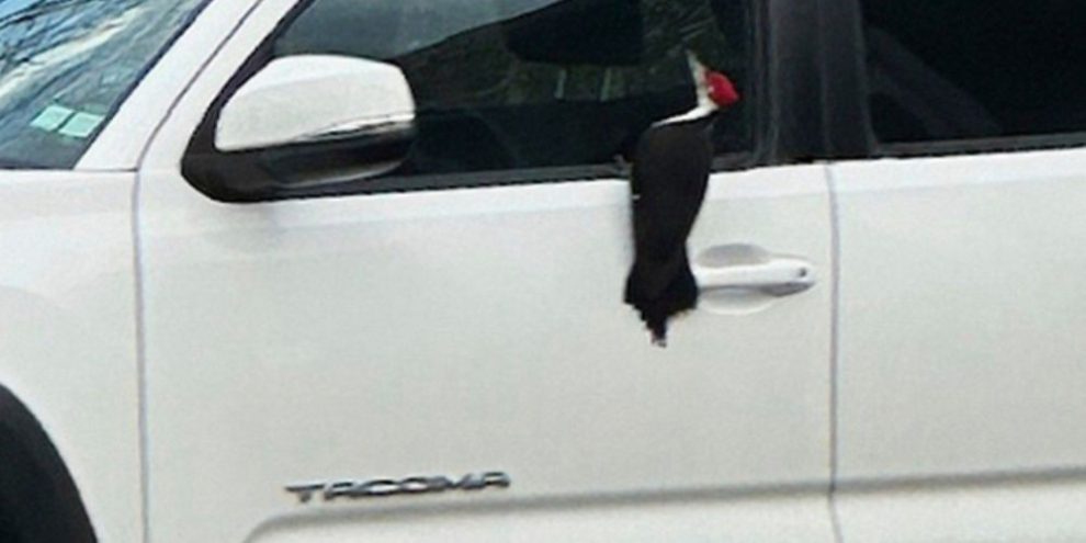 AP - woodpecker
