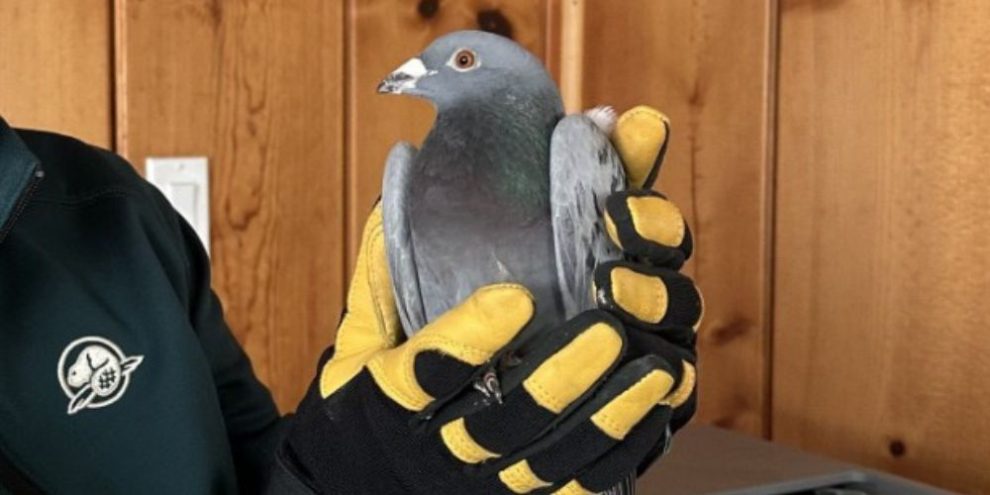 Pigeon - CP