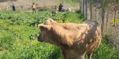 Highway 400 - cows