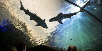 CP - measles - Ripley's Aquarium