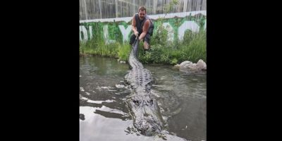 Morris alligator from Jay Young / colorado gators via AP