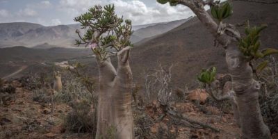 Bottle tree in Yemen