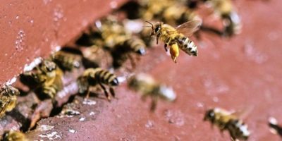 Bees