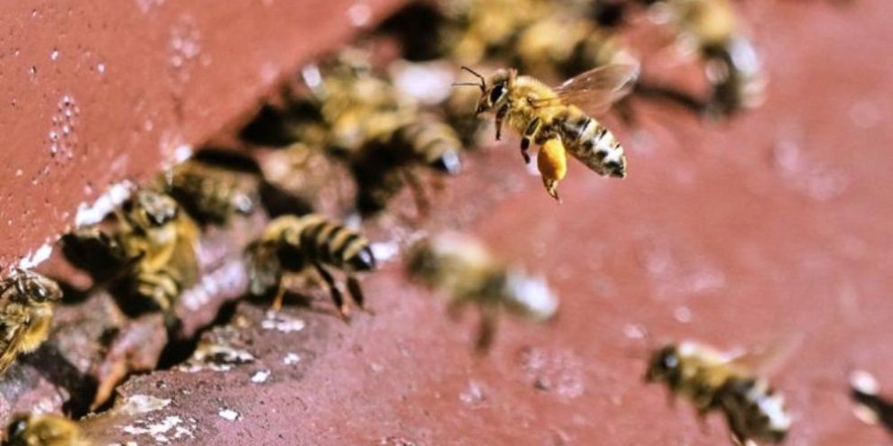 Bees