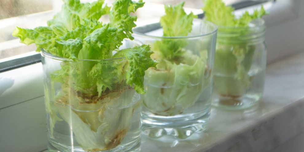grow vegetables from kitchen scraps like lettuce