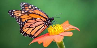 Monarch Butterflies