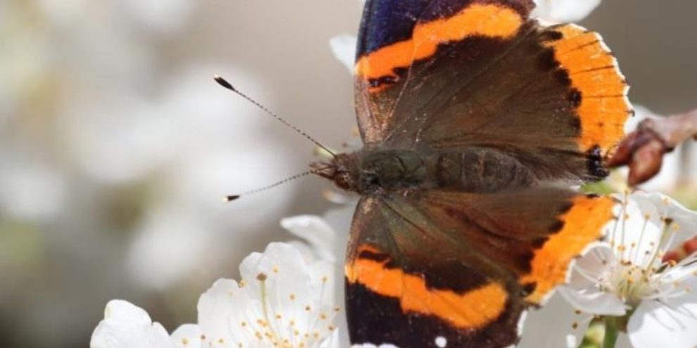 Barrie - Pollinator Week