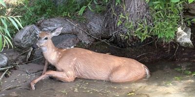 Cook's Bay - deer rescue