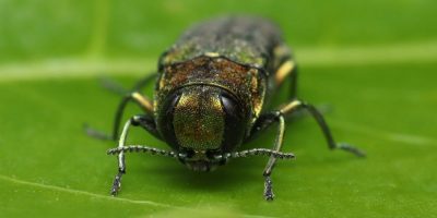 Ash borer beetle