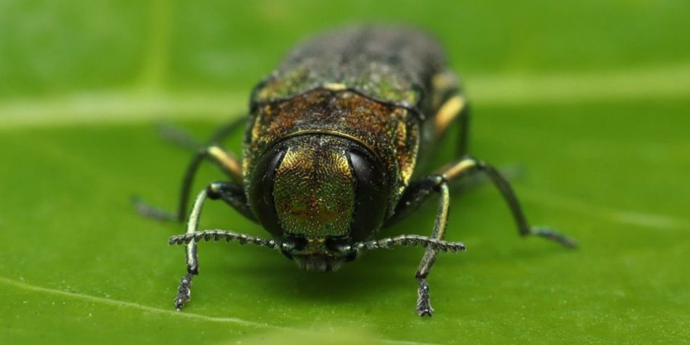 Ash borer beetle