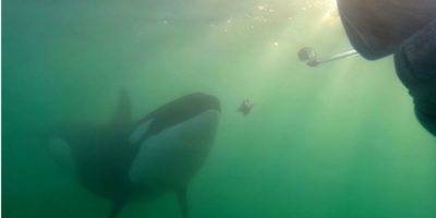 CP - orcas - prey - sharing - humans