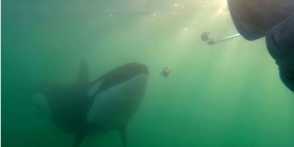 CP - orcas - prey - sharing - humans