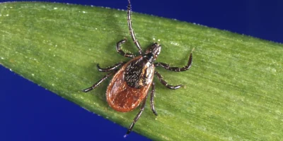 Tips to protect yourself from ticks year-round