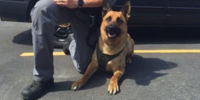 Barrie police dog retiring