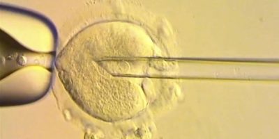 a nuclear genome from an egg carrying a mitochondrial DNA mutation being inserted into an egg