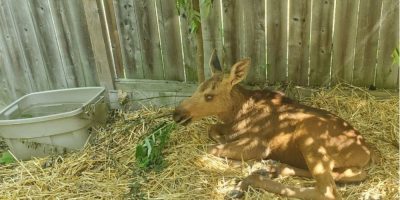 CP - blind moose