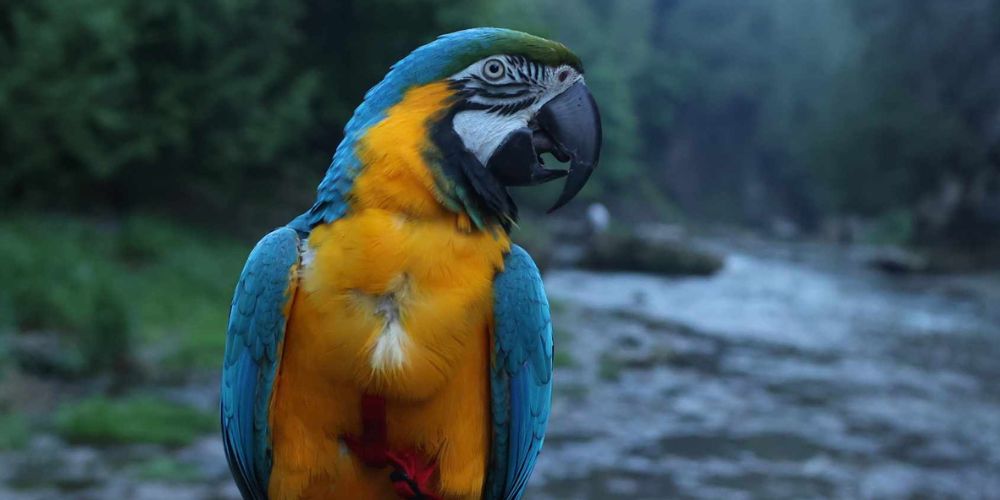 Pirates of the Bay Parrot Show