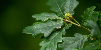 White Oak Tree That Owns Itself