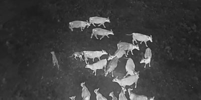 Drones blasting AC/DC and Scarlett Johansson are helping biologists protect cattle from wolves