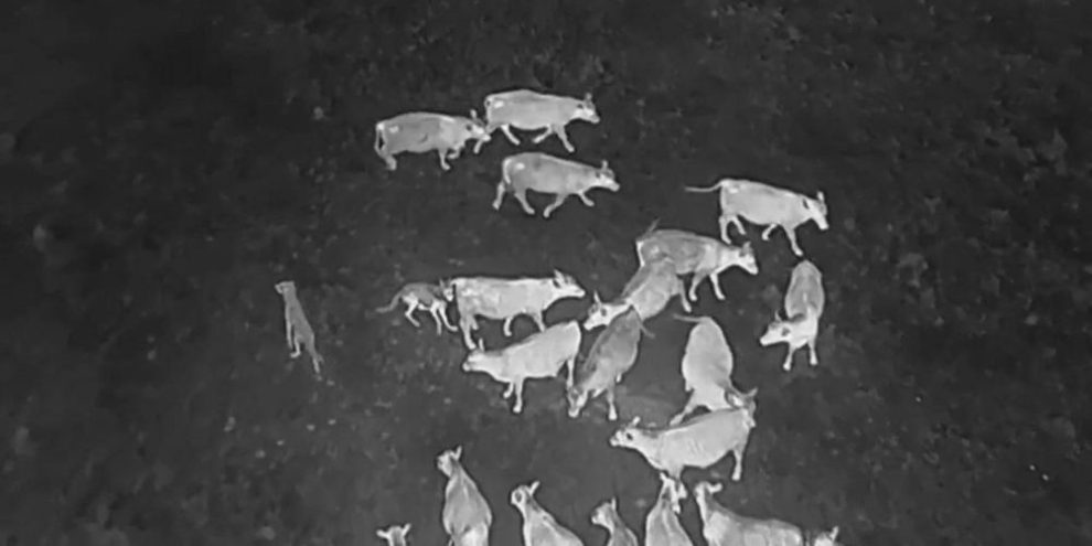 Drones blasting AC/DC and Scarlett Johansson are helping biologists protect cattle from wolves