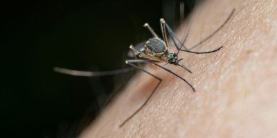 West Nile Virus detected again in Simcoe-Muskoka: Health Unit urges vigilance
