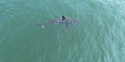 DL - Great White Shark