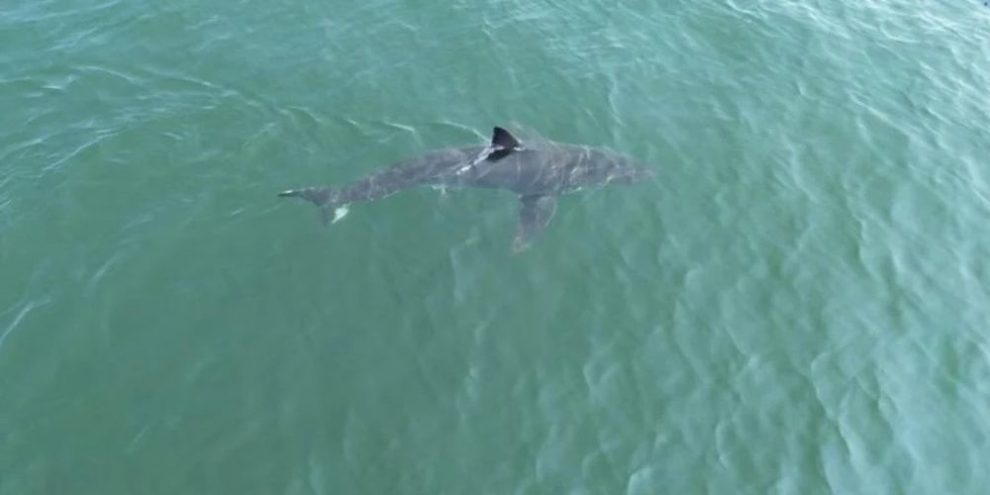DL - Great White Shark