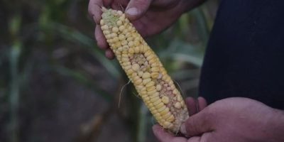AP - Corn pollenation issues