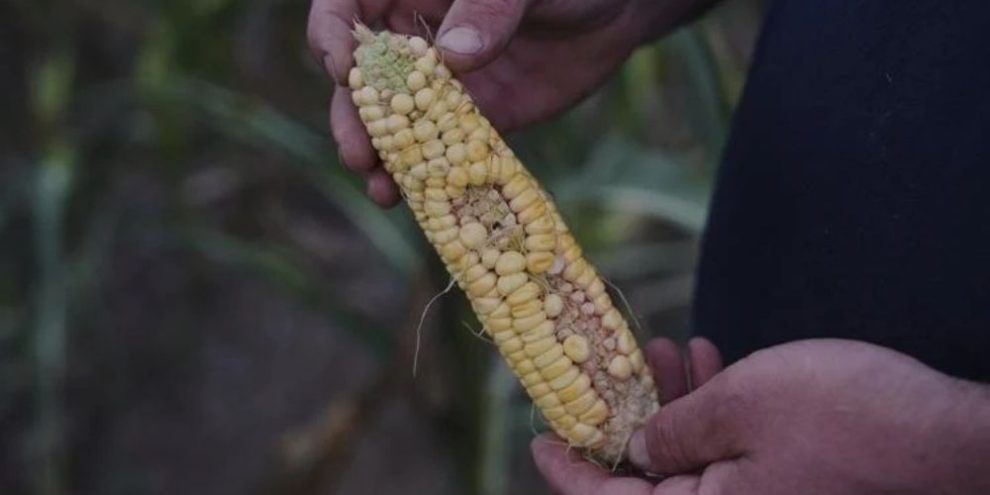 AP - Corn pollenation issues