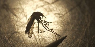 In this Aug. 26, 2019, file photo, Salt Lake City Mosquito Abatement District biologist Nadja Reissen examines a mosquito in Salt Lake City. (AP Photo/Rick Bowmer, File)