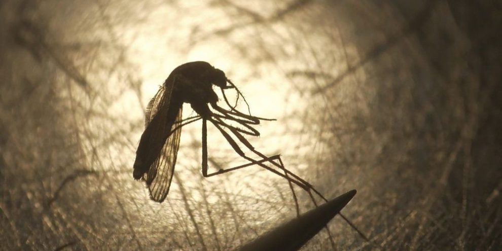 In this Aug. 26, 2019, file photo, Salt Lake City Mosquito Abatement District biologist Nadja Reissen examines a mosquito in Salt Lake City. (AP Photo/Rick Bowmer, File)