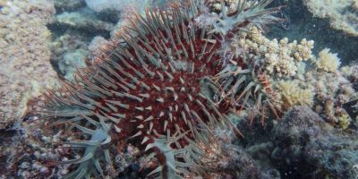 AIMS/AP - Great Barrier Reef