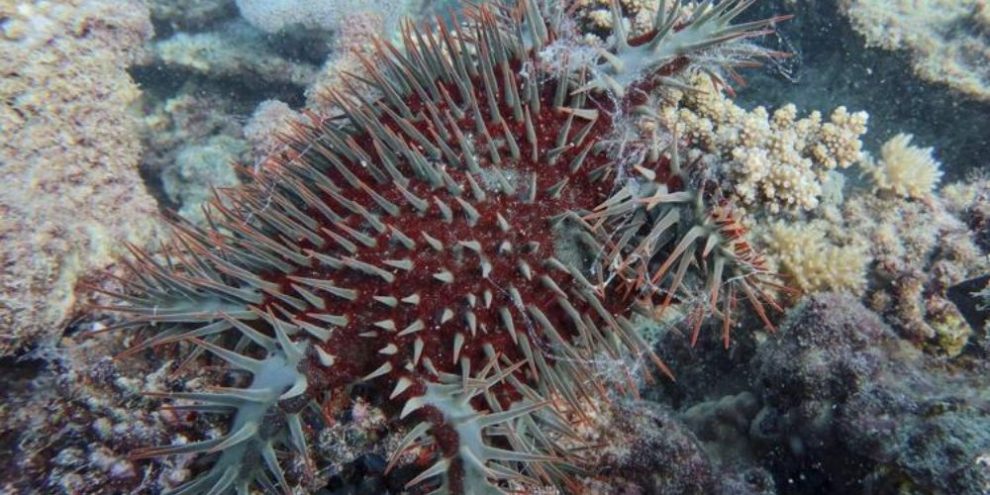AIMS/AP - Great Barrier Reef