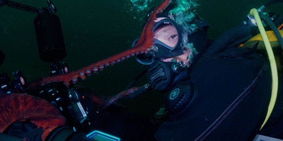 CP - Diver octopus bc
