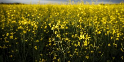 CP - Canola farm